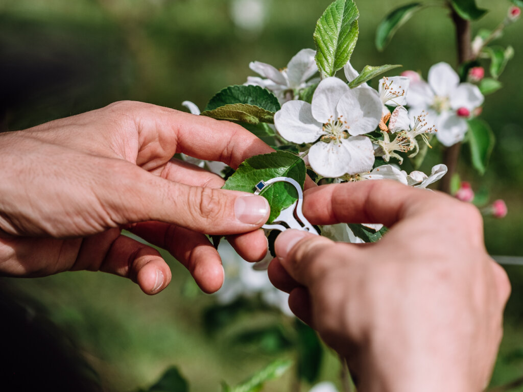 Orchard of the Future