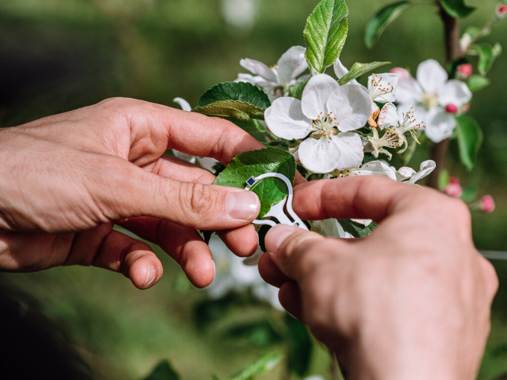 The Orchard of the Future