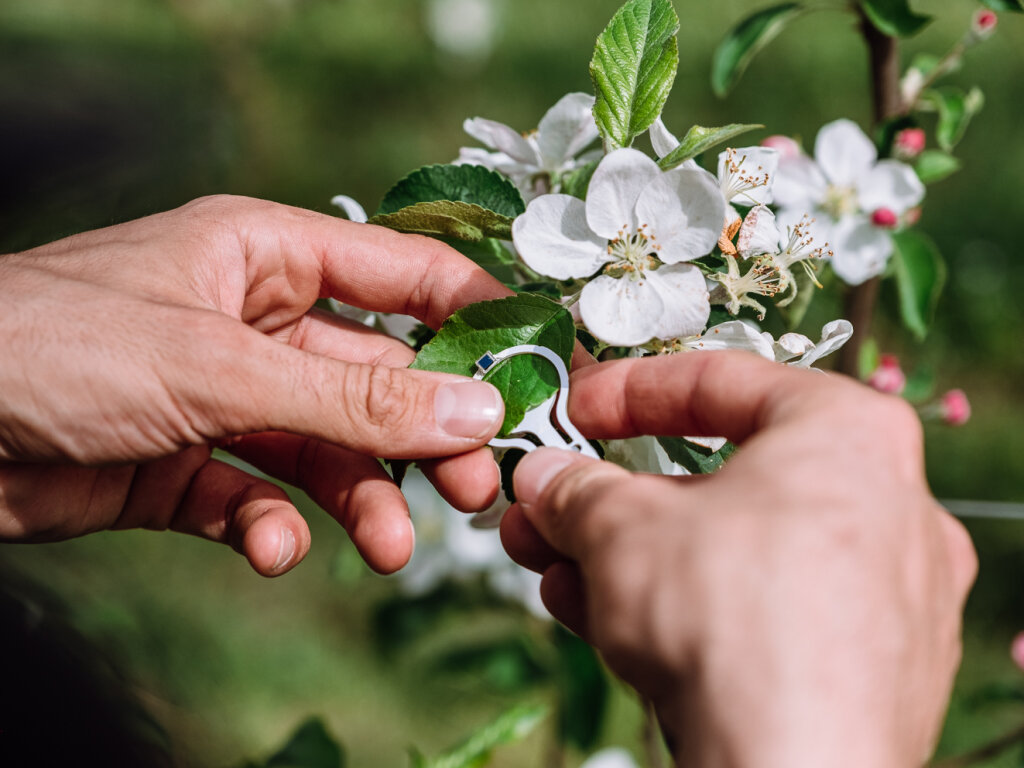 The Orchard of the Future